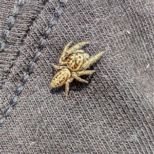 Opisthoncus sp. (genus) (Unidentified Opisthoncus jumping spider) at Acton, ACT by mroseby