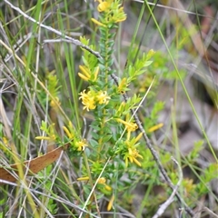 Persoonia oxycoccoides (A Geebung) at Robertson, NSW - 22 Dec 2024 by plants