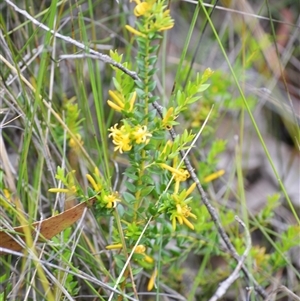 Persoonia oxycoccoides at Robertson, NSW - 22 Dec 2024