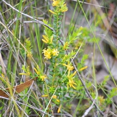 Persoonia oxycoccoides (A Geebung) at Robertson, NSW - 22 Dec 2024 by plants