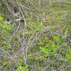 Persoonia oxycoccoides at Robertson, NSW - suppressed