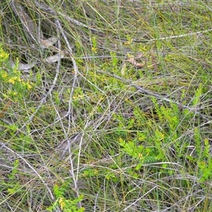 Persoonia oxycoccoides at Robertson, NSW - 22 Dec 2024