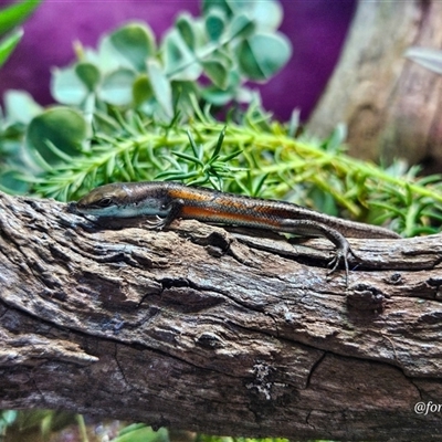 Carlia tetradactyla (Southern Rainbow Skink) at Kandos, NSW - 23 Dec 2024 by aussiejai