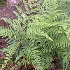 Hypolepis muelleri (Harsh Ground Fern, Swamp Bracken) at Robertson, NSW - 21 Dec 2024 by plants