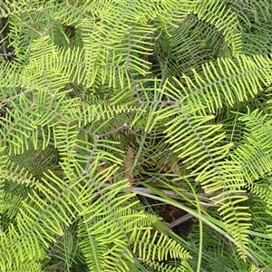 Gleichenia dicarpa (Wiry Coral Fern) at Robertson, NSW by plants