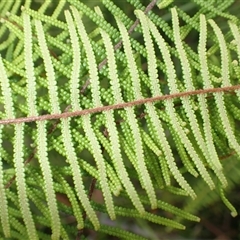 Gleichenia dicarpa at Robertson, NSW - suppressed