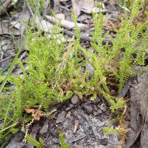 Selaginella uliginosa at Robertson, NSW - 22 Dec 2024