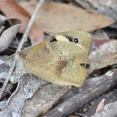 Heteronympha merope at Robertson, NSW - 22 Dec 2024 by plants