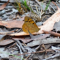 Heteronympha merope at Robertson, NSW - 22 Dec 2024 09:41 PM