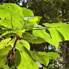 Dendrocnide moroides at Tregony, QLD - 21 Dec 2024 by JimL