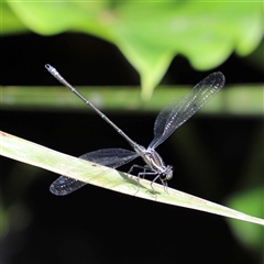 Austroargiolestes icteromelas (Common Flatwing) at The Falls, QLD - 21 Dec 2024 by JimL