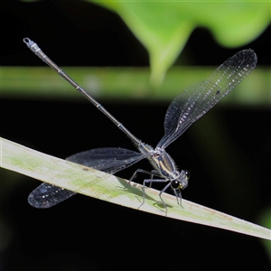 Austroargiolestes icteromelas at The Falls, QLD - 21 Dec 2024 11:03 AM