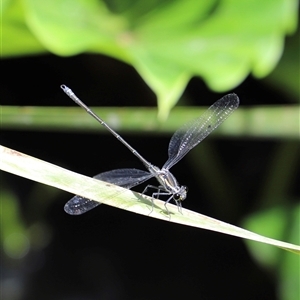 Austroargiolestes icteromelas at The Falls, QLD - 21 Dec 2024 11:03 AM