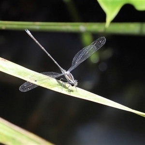 Austroargiolestes icteromelas at The Falls, QLD - 21 Dec 2024 11:03 AM