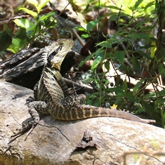 Intellagama lesueurii lesueurii (Eastern Water Dragon) at The Falls, QLD - 21 Dec 2024 by JimL