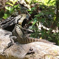 Lophosaurus boydii at The Falls, QLD - 21 Dec 2024 by JimL