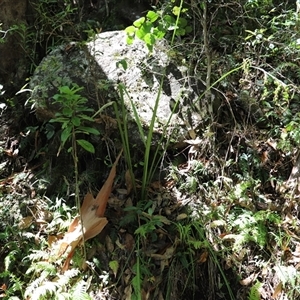 Unidentified Rush, Sedge or Mat Rush at The Falls, QLD by JimL