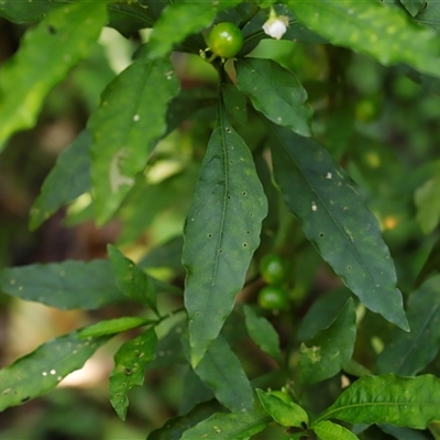 Solanum sp. at The Falls, QLD - 21 Dec 2024 by JimL