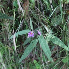 Unverified Plant at The Falls, QLD - 21 Dec 2024 by JimL