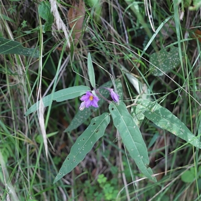 Unverified Plant at The Falls, QLD - 21 Dec 2024 by JimL