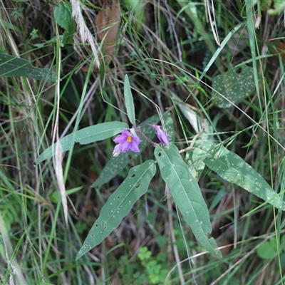 Unidentified Plant at The Falls, QLD - 21 Dec 2024 by JimL