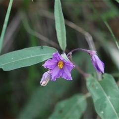 Unidentified at suppressed - 21 Dec 2024