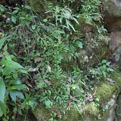 Unidentified Plant at The Falls, QLD - 21 Dec 2024 by JimL