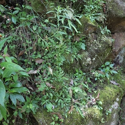 Unverified Plant at The Falls, QLD - 21 Dec 2024 by JimL