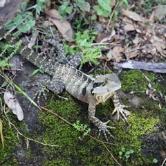 Intellagama lesueurii lesueurii (Eastern Water Dragon) at The Falls, QLD - 21 Dec 2024 by JimL