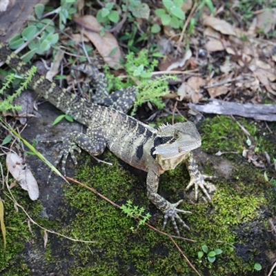 Intellagama lesueurii lesueurii (Eastern Water Dragon) at The Falls, QLD - 21 Dec 2024 by JimL