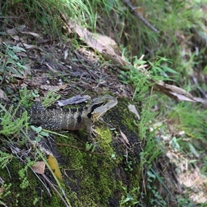 Intellagama lesueurii lesueurii at The Falls, QLD - 21 Dec 2024