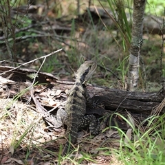 Intellagama lesueurii lesueurii at The Falls, QLD - 21 Dec 2024