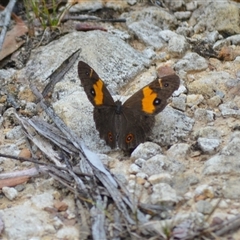 Tisiphone abeona (Varied Sword-grass Brown) at Robertson, NSW - 22 Dec 2024 by plants