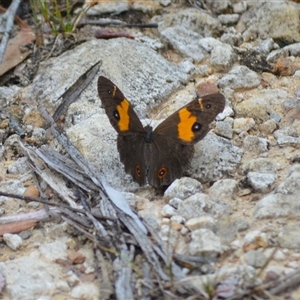 Junonia villida at Robertson, NSW by plants