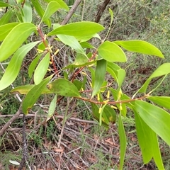 Persoonia levis (Broad-leaved Geebung) at Robertson, NSW - 22 Dec 2024 by plants