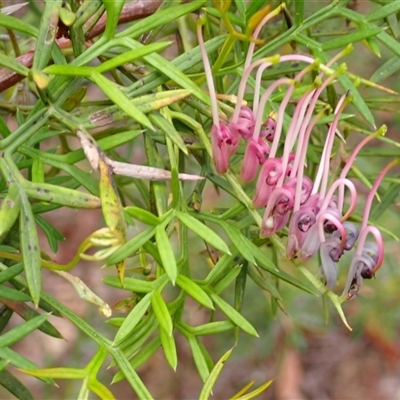 Grevillea rivularis (Carrington Falls Grevillea) at Budderoo, NSW - 21 Dec 2024 by plants