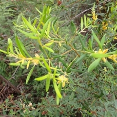 Persoonia mollis subsp. ledifolia at Robertson, NSW - 22 Dec 2024 by plants