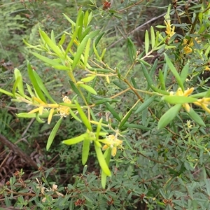 Persoonia mollis subsp. ledifolia at Robertson, NSW - 22 Dec 2024