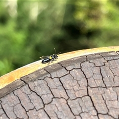 Unverified Bee (Hymenoptera, Apiformes) at The Falls, QLD - 21 Dec 2024 by JimL
