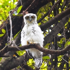 Ninox strenua (Powerful Owl) at Robertson, NSW - 22 Dec 2024 by plants