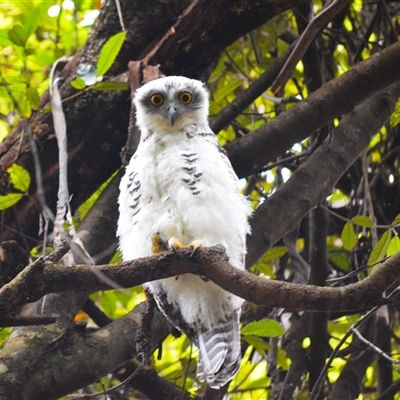 Ninox strenua (Powerful Owl) at Robertson, NSW - 22 Dec 2024 by plants