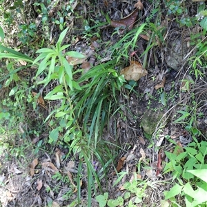 Lomandra longifolia at The Falls, QLD by JimL