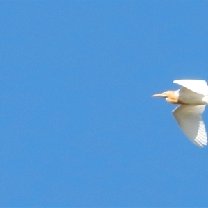 Bubulcus coromandus at Narrabri, NSW by JimL