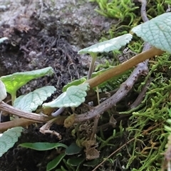 Unverified Plant at The Falls, QLD - 21 Dec 2024 by JimL