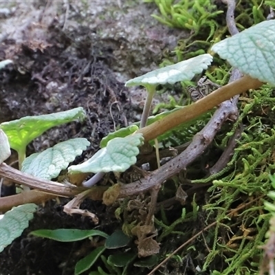 Unidentified Plant at The Falls, QLD - 21 Dec 2024 by JimL