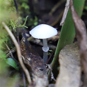 Unidentified Cap on a stem; gills below cap [mushrooms or mushroom-like] at The Falls, QLD by JimL