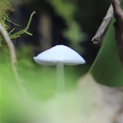 Lepiota s.l. at The Falls, QLD - 21 Dec 2024 11:58 AM