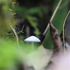 Lepiota s.l. at The Falls, QLD - 21 Dec 2024 11:58 AM