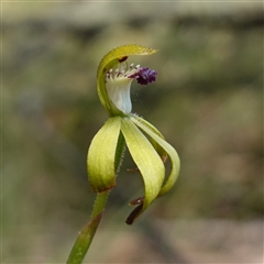 Caladenia hildae (Golden Caps) at Glen Allen, NSW - 3 Nov 2024 by RobG1