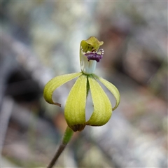 Caladenia hildae at Glen Allen, NSW - 3 Nov 2024